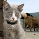 Illustration for article titled Four-eared cat is at least twenty times cuter than non-mutant kitties